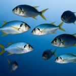 Savoir différencier les poissons nobles et les poissons bleus