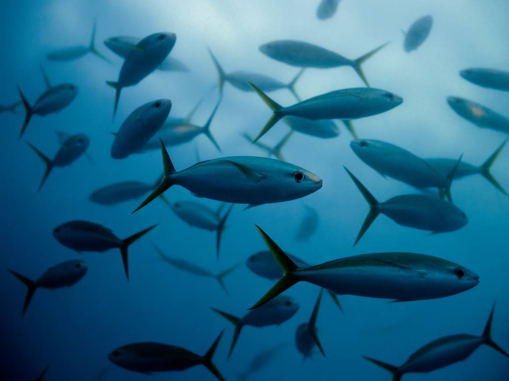 Étoile de mer dangereuse : espèces à connaître et rôle écologique dans nos assiettes