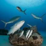 Ile de l'Assomption : faune marine et biodiversité autour d’un atoll préservé