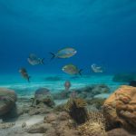Snorkeling Anse Lazio Seychelles : explorer des fonds marins préservés et déguster les meilleurs poissons locaux