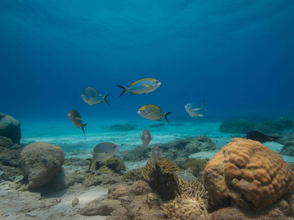 Snorkeling Anse Lazio Seychelles : explorer des fonds marins préservés et déguster les meilleurs poissons locaux
